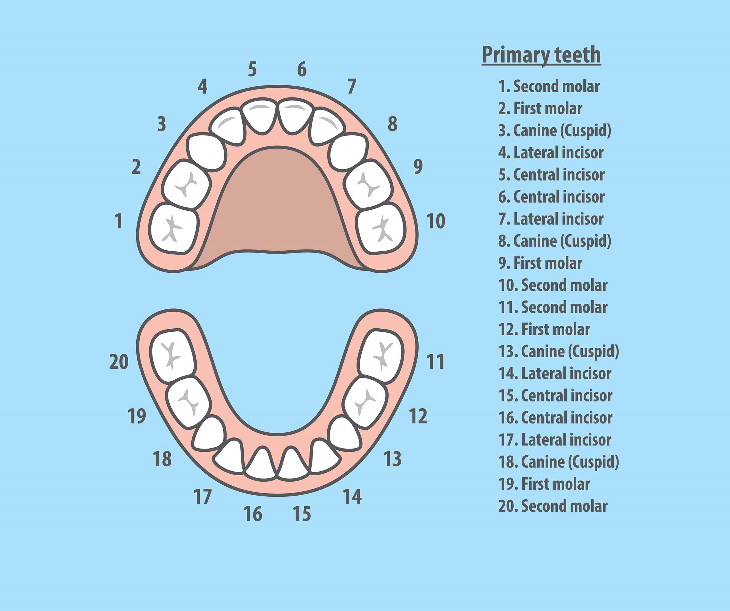 tooth numbers